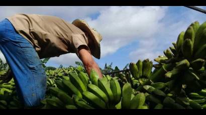 En Sancti Spíritus se trabaja por impulsar las producciones agrícolas
