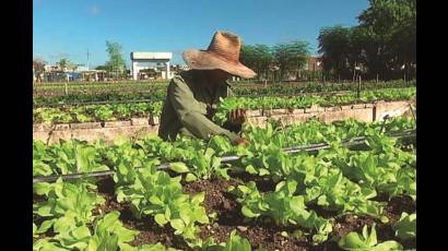 Sancti Spíritus: sede del acto por aniversario 37 del Programa Nacional de la Agricultura Urbana, Suburbana y Familiar