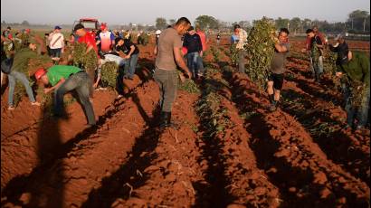 Domingo productivo en Bauta, Artemisa