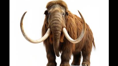 Mamut