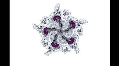 Virus biológico