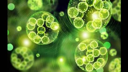 Microalgas