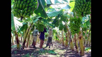 Agricultores pinareños por elevar el rendimiento agrícola