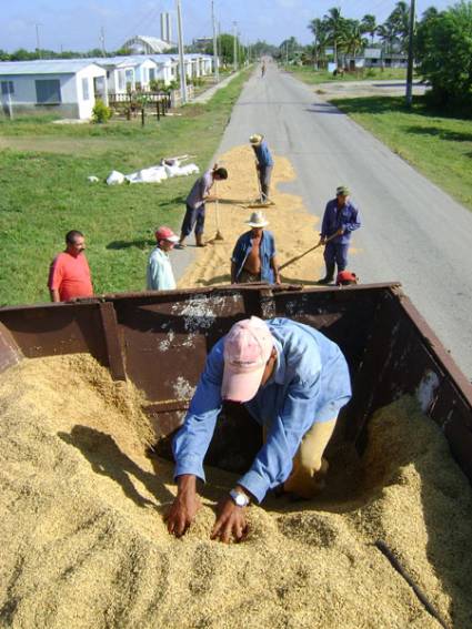 Producción del arroz