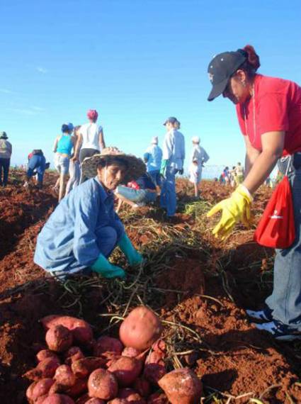 Federadas cubanas en labores agrícolas