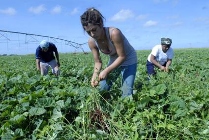 Estudiantes latinoamericanos de Medicina en la agricultura