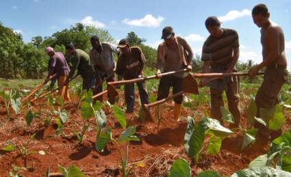 Jóvenes cubanos trabajando en la siembra