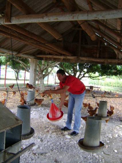 Jorge Luis ha encontrado los secretos para criar a la vez más de mil aves