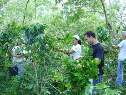 Trabajadores sociales en Guatánamo se incorporan a la recogida de café
