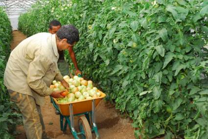 Tecnología de cultivo semiprotegido