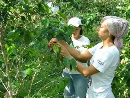 Jóvenes cubanos apoyan cosecha cafetalera