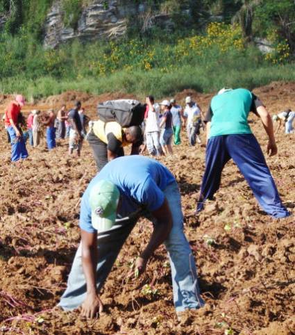 Jóvenes cienfuegueros vinculados a la producción agrícola