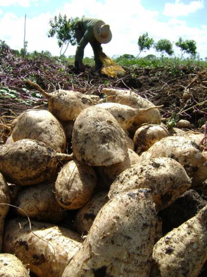 Incrementan Agricultura Suburbana en Camagüey