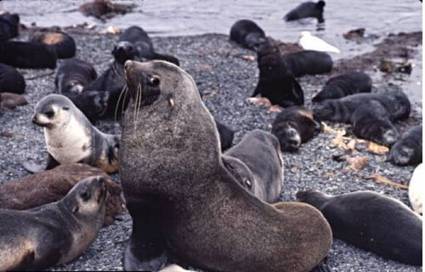 Lobos marinos de las Islas Galápagos