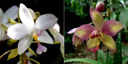 Los dos genotipos de orquídeas originados por vez primera en Cuba