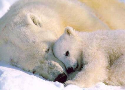Osos polares en peligro de extinción
