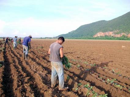 La columna juvenil ha brindado un considerable aporte a la recuperación de la producción de alimentos