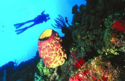 Se desarrolló en la Isla de la Juventud concurso internacional de fotografía submarina