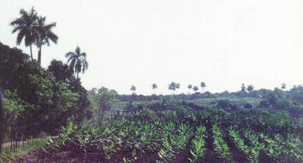 Concluyen siembras de tabaco en Pinar del Río