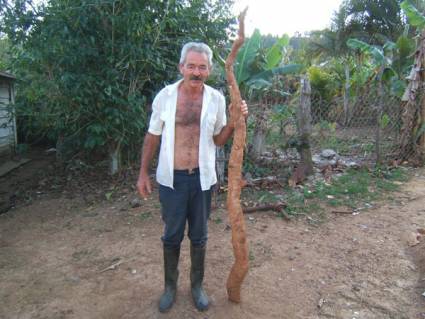 La tremenda yuca de Coco