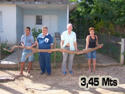 Yuca enorme de 3 metros y 45 centímetros