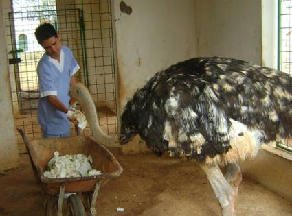 Peligra la vida de un avestruz en el zoológico de Ciego de Ávila por negligencia de los visitantes