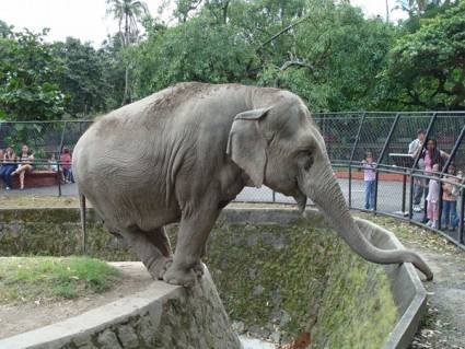 Elefante del Zoológico Nacional de Cuba