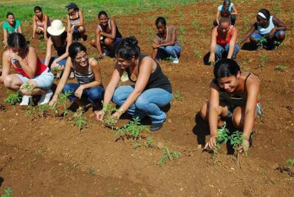 Actividad agrícola en Cienfuegos