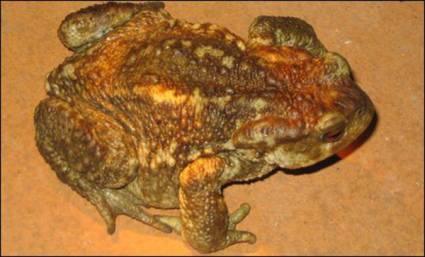 sapo común (Bufo bufo)