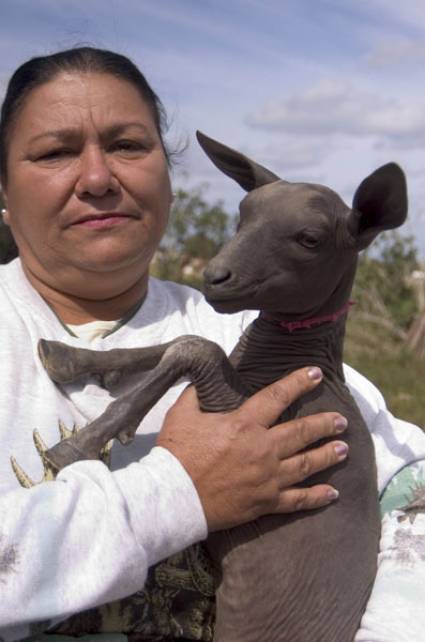 La chiva pelona