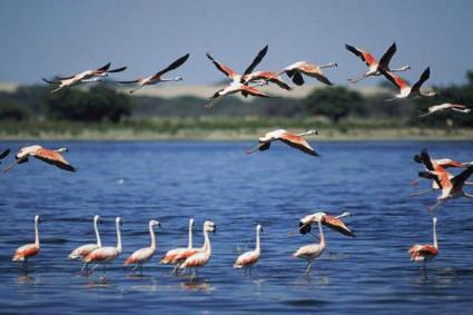 Flamencos rosados