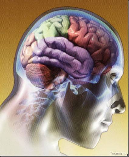 Imagen del cerebro