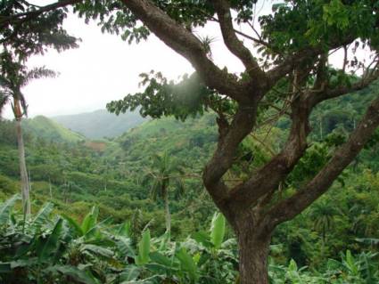 Bosques de Cuba