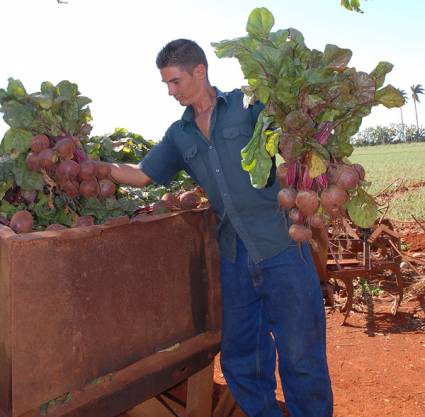 Jóvenes cubanos se interesan por trabajar la tierra