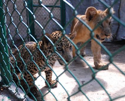 Zoológicos cubanos