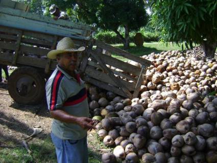 Recolecta de cocos