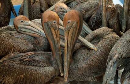 Pelícanos afectados por el petróleo de BP