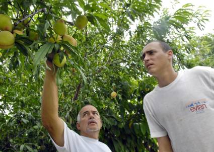 Cultivos de melocotón