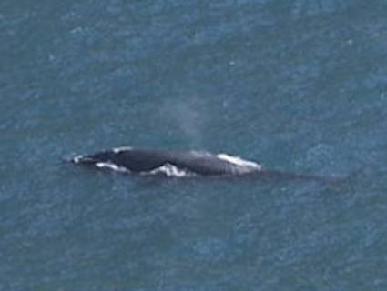 Ballena en la Playa de Sao Conrado