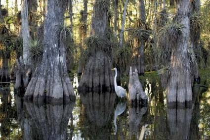 El Parque Nacional de los Everglades en lista de patrimonios mundiales en peligro