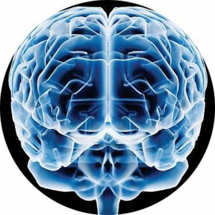 Cerebro humano