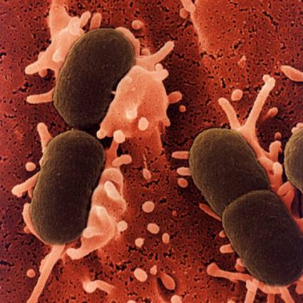 Bacterias que se alimentan de arsénico