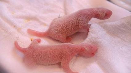 Nacen pandas gemelos en Zoo de Madrid