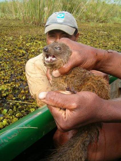 Nueva especie de mamífero carnívoro en Madagascar
