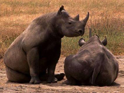 Rinocerontes africanos