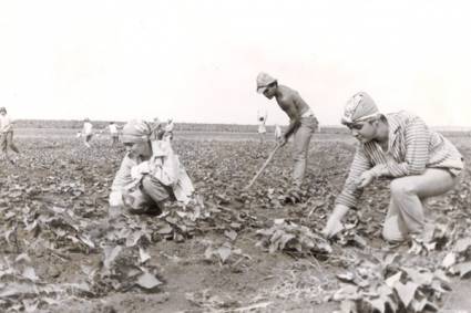 Campos de Cuba