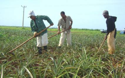 Siembra de piña