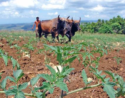 Agricultura cubana