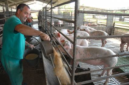 Unidad porcina del Instituto de Ciencia Animal