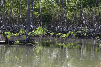 Manglar